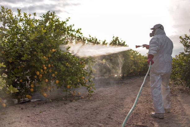 Wasp Removal Services in Morrisville, PA